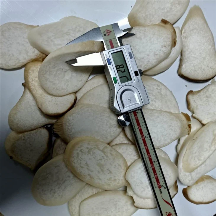 King of oysters slice