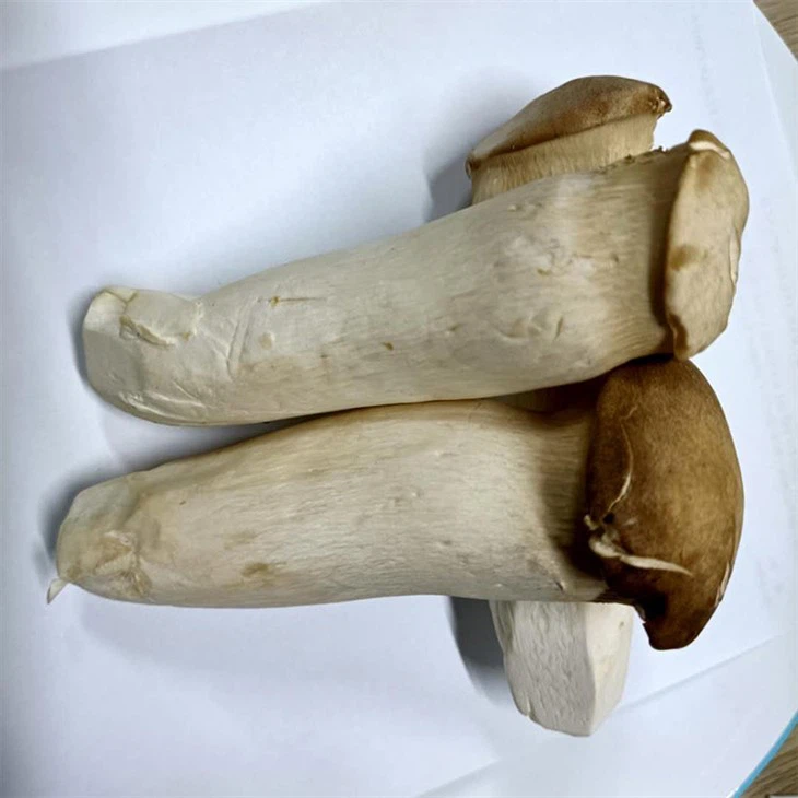 king oyster mushroom