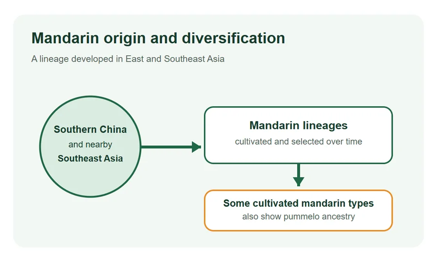 Diagram connecting southern China and nearby Southeast Asia to cultivated mandarin lineages