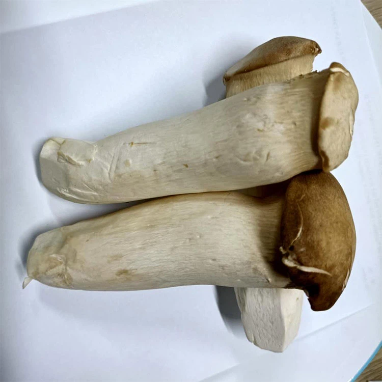 king oyster mushroom king oyster mushroom
